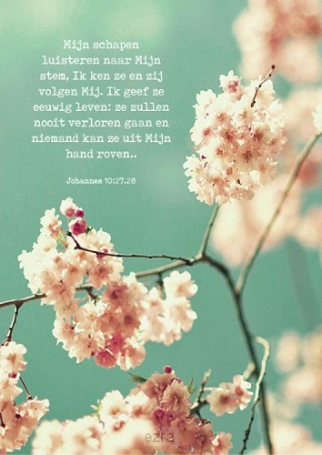 Mijn schapen luisteren naar Mijn stem*