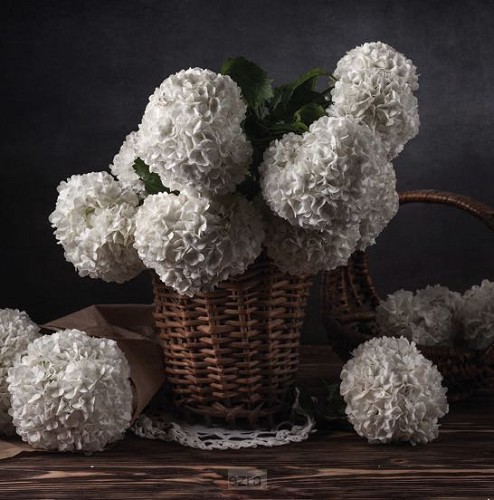 Kaart mand hortensia's
